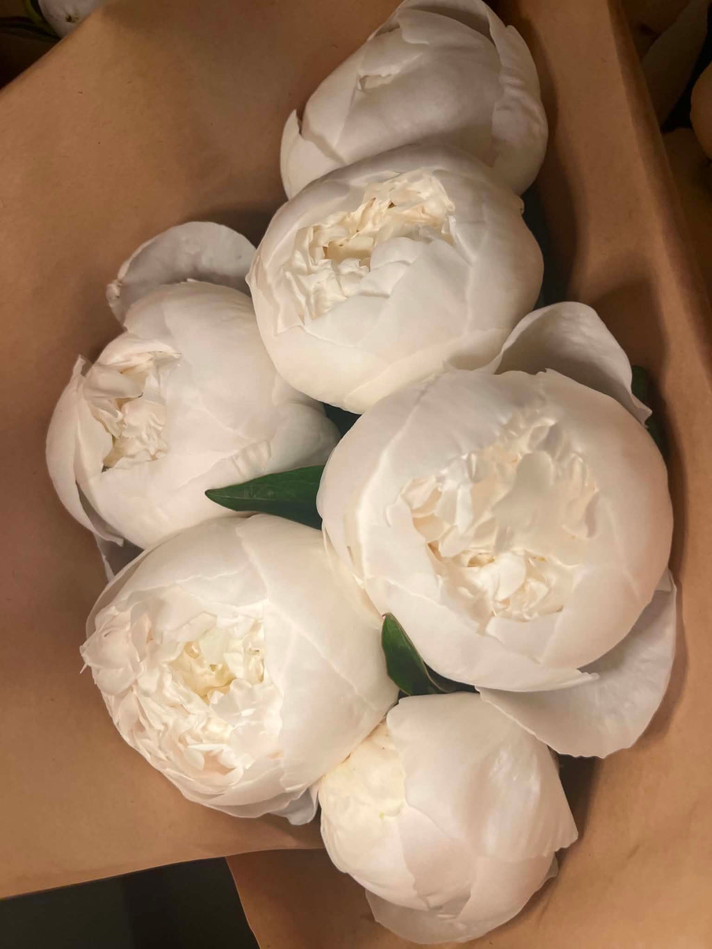 Pivoines