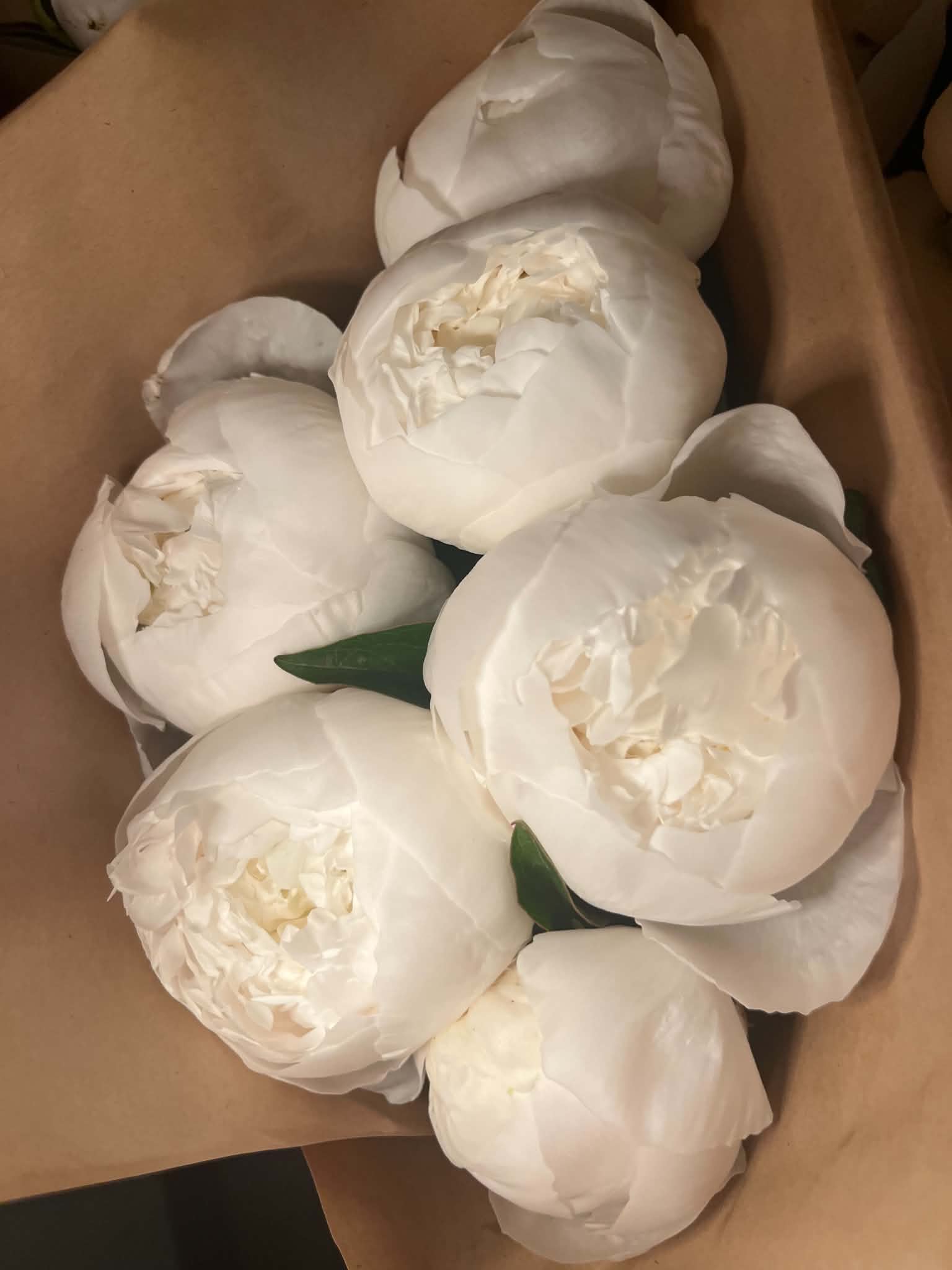 Pivoines