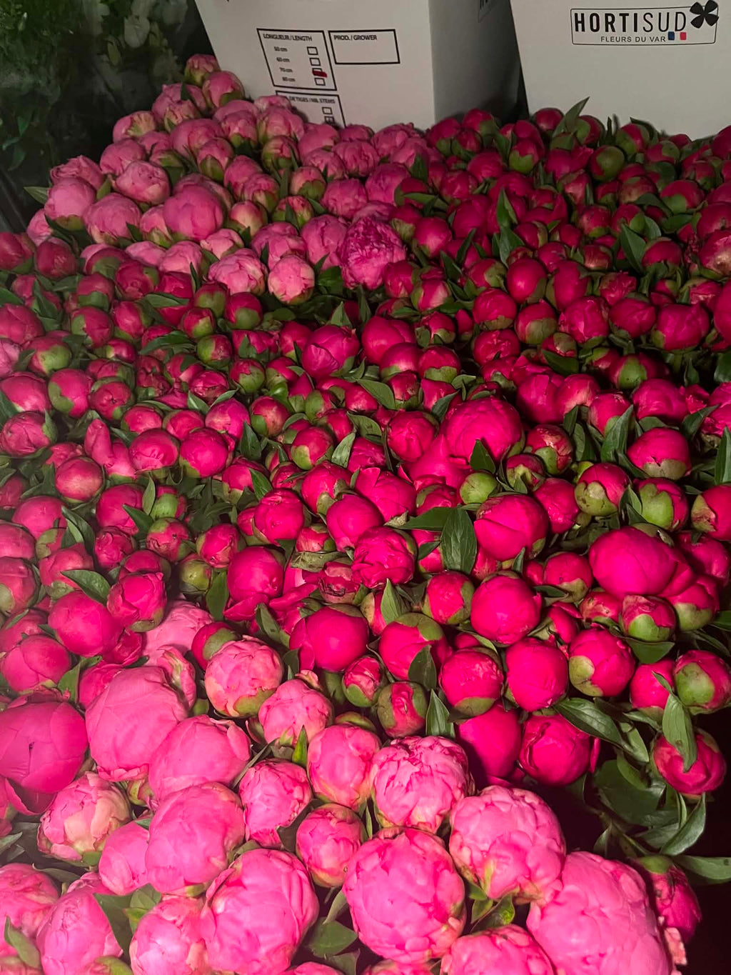 Pivoines
