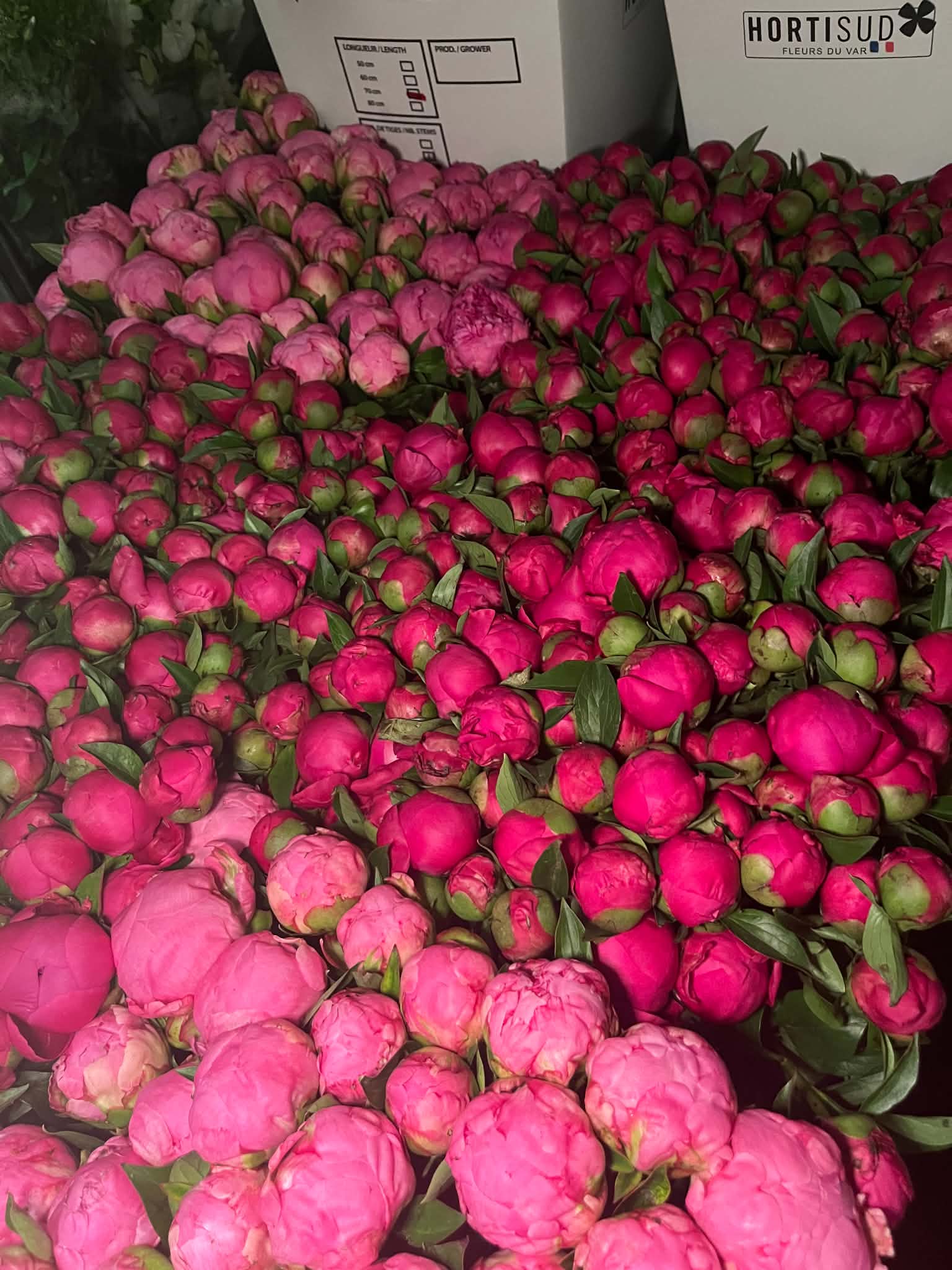 Pivoines