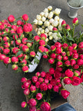Pivoines